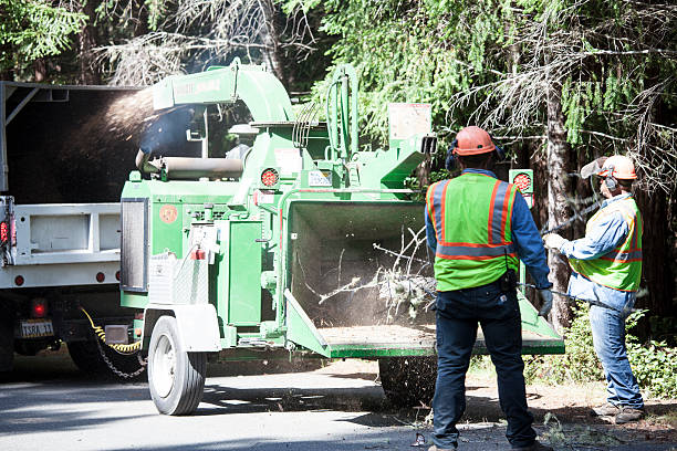 How Our Tree Care Process Works  in  Desoto, TX